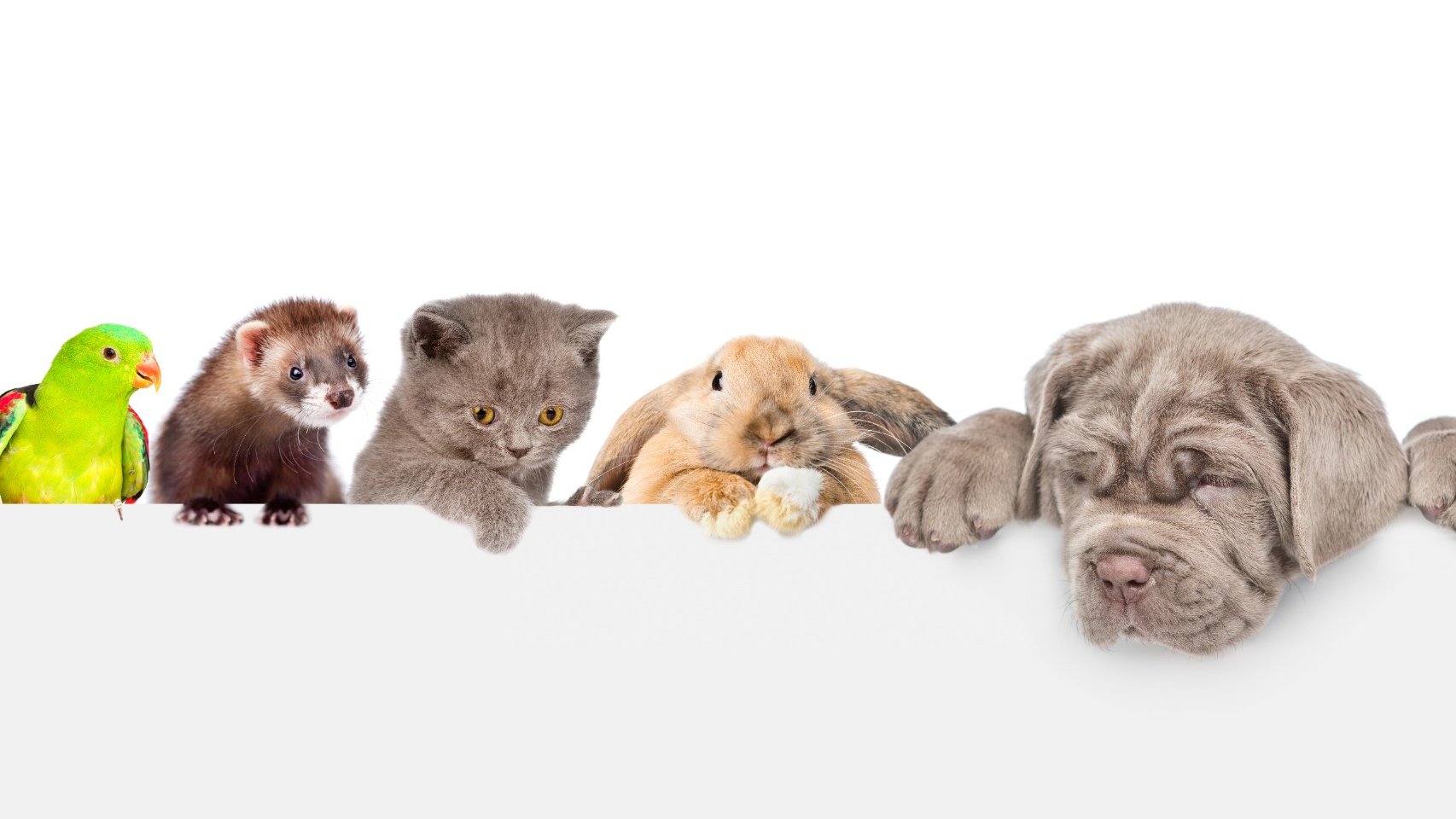 Animais e saúde mental, pets e saúde mental, cachorro e saúde mental,, cachorro e ansiedade, pets e bem estar emocional