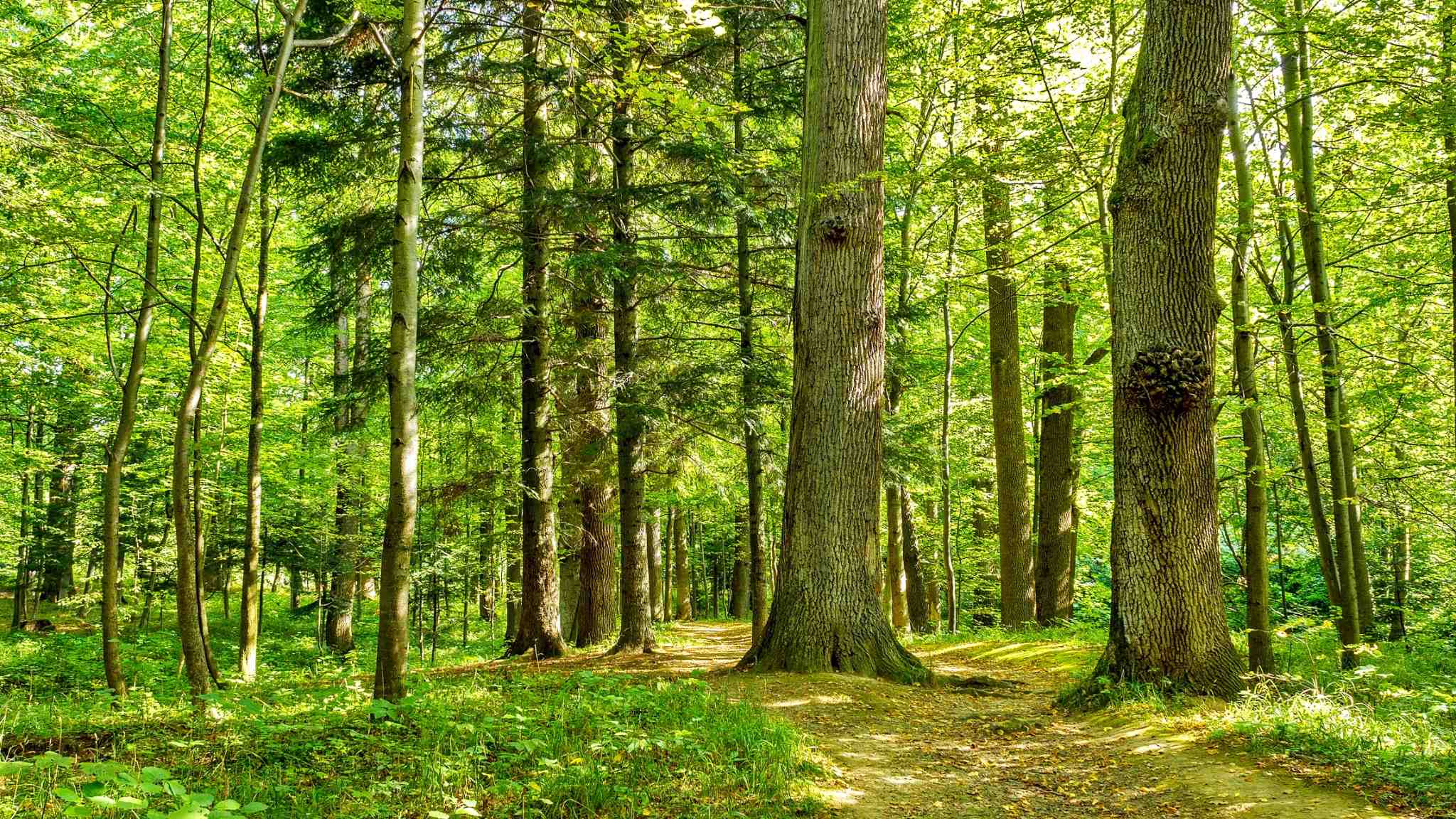Impacto da natureza na saúde mental, árvore e saúde mental, natureza e estresse, árvores e estresse, natureza e ansiedade, árvore e ansiedade, natureza e humor, árvore e humor, verde e humor, verde e saúde mental